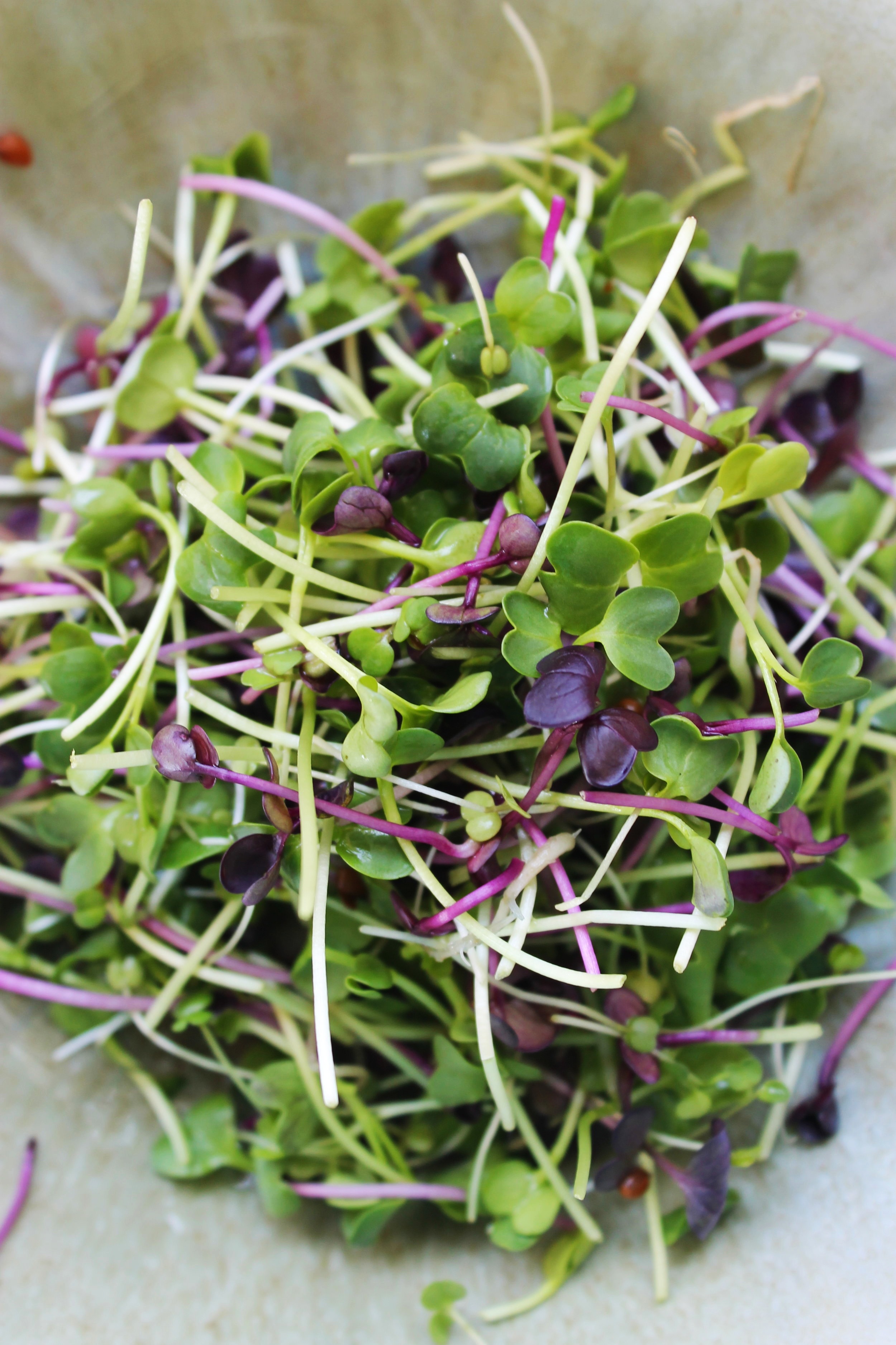Garden mozzarella di bufala salad | Beloved Kitchen